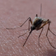 Illustration for article titled The secret to preventing malaria might be in our body odor